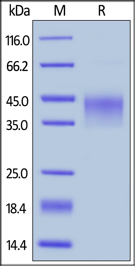 LAP Recombinant Protein