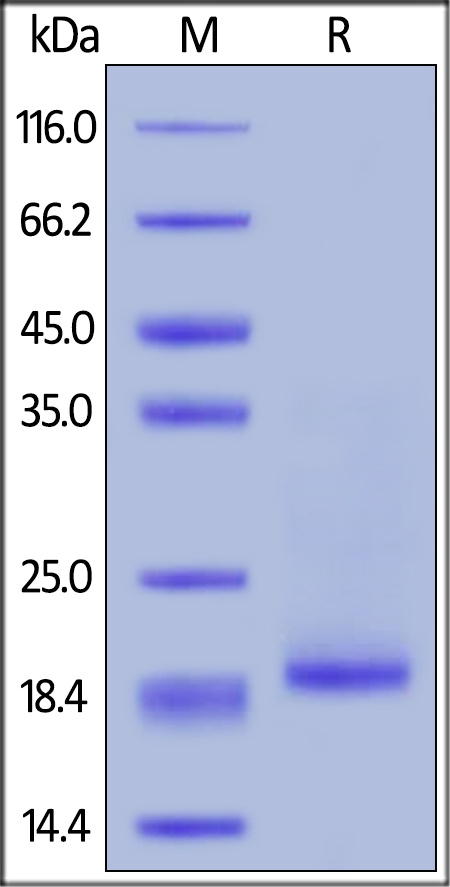 IL-10 Recombinant Protein