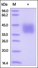 IFN-gamma R1 Recombinant Protein