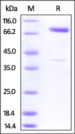 CRTAM Recombinant Protein