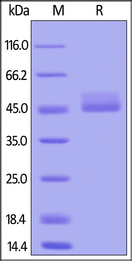 TIGIT Recombinant Protein