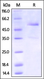 DR3 / TNFRSF25 Recombinant Protein