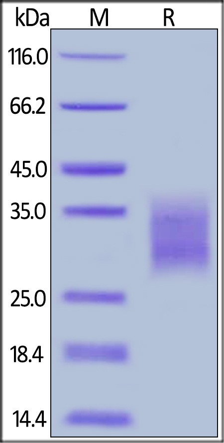 4-1BB Recombinant Protein