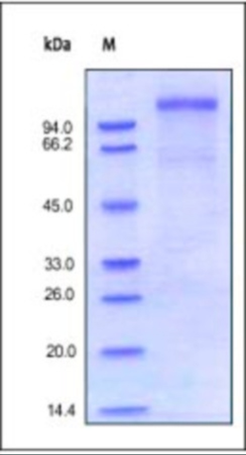 VLDLR Recombinant Protein