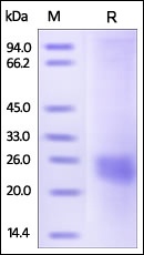 VEGF 164 Recombinant Protein (HEK293 Expressed)
