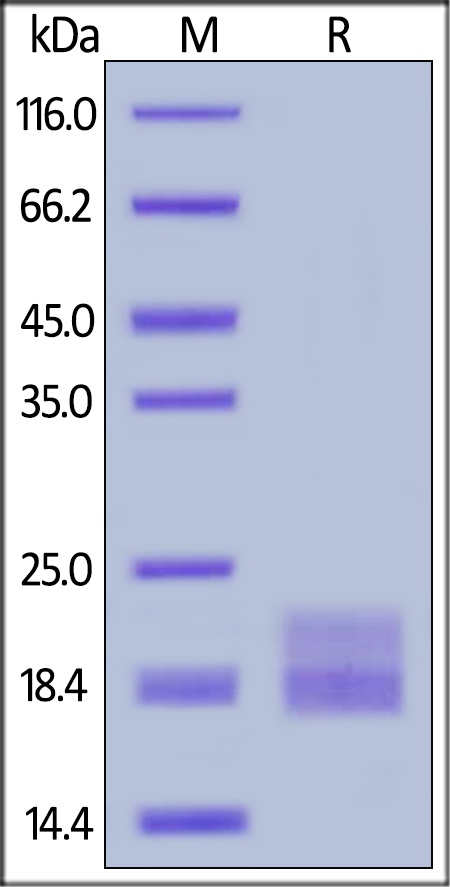 VEGF 120 Recombinant Protein (HEK293 Expressed)