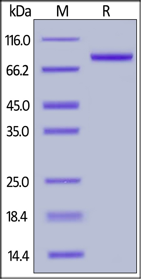 Osteoprotegerin Recombinant Protein