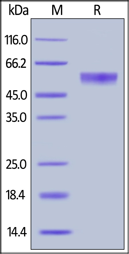 Osteoprotegerin Recombinant Protein