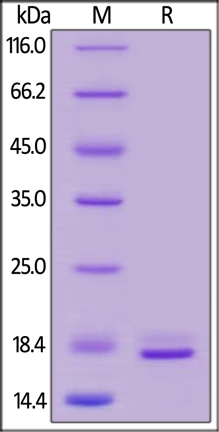 TNF alpha Recombinant Protein (HEK293 Expressed)