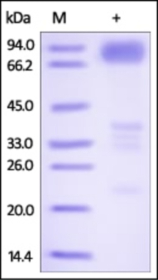 DR6 Recombinant Protein