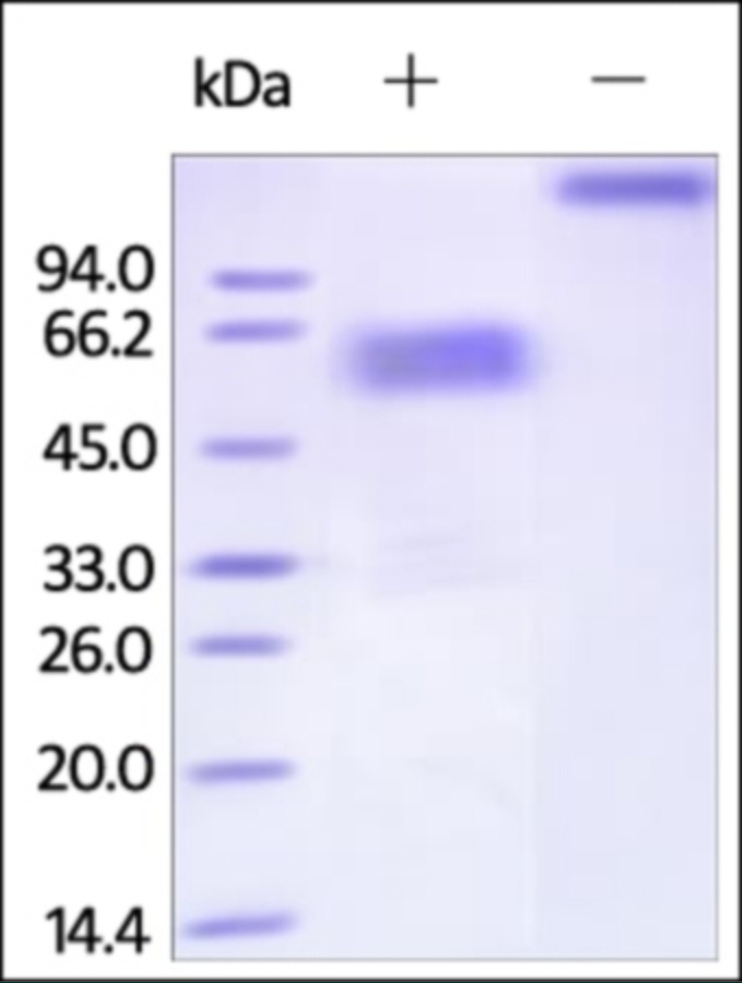 TIM3 Recombinant Protein