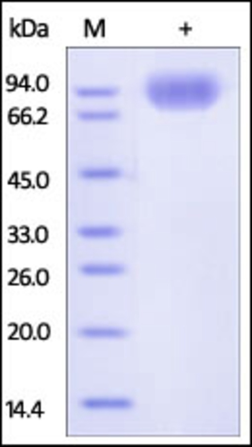 SIRPA Recombinant Protein