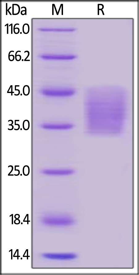 CD273 Recombinant Protein