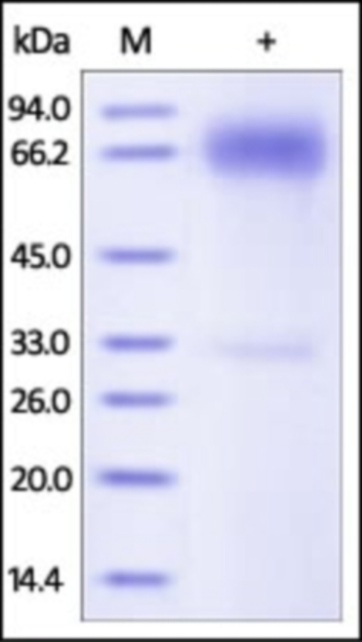 PDL1 Recombinant Protein