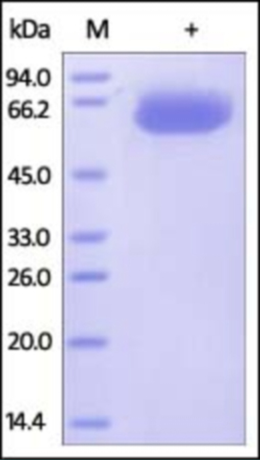 PDL1 Recombinant Protein
