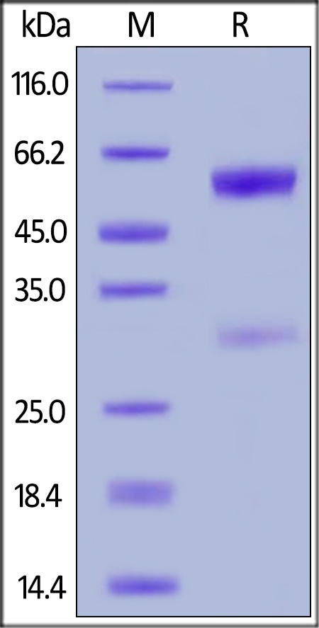 PD1 Recombinant Protein