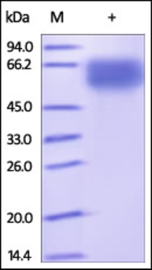 NCR1 Recombinant Protein