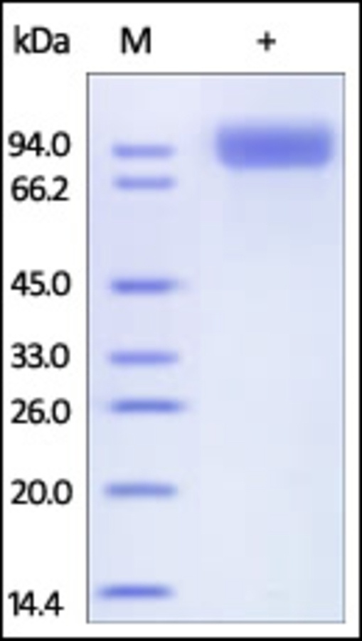 Neprilysin Recombinant Protein