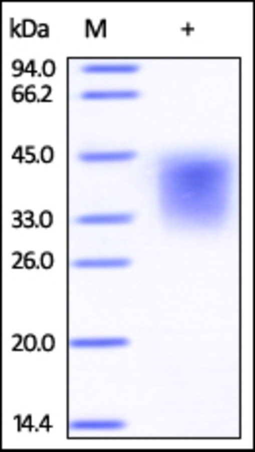 LIF Recombinant Protein (HEK293 Expressed)