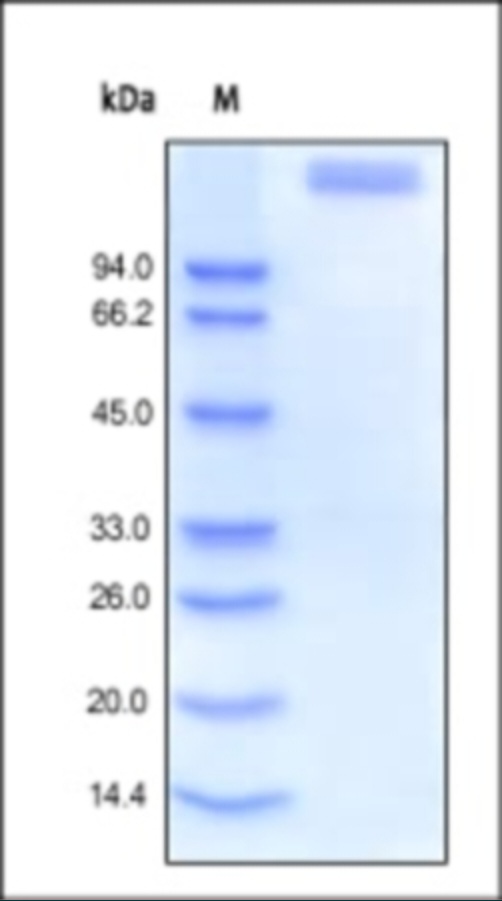 LEPR Recombinant Protein