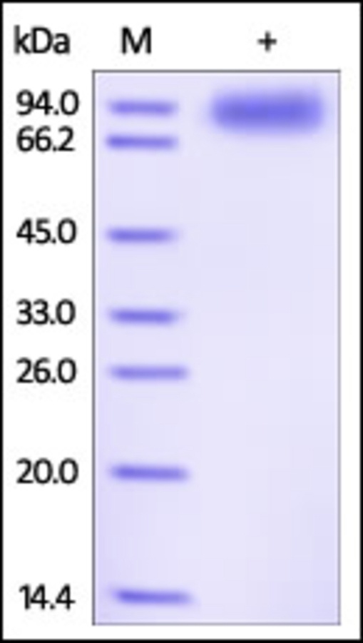 IL1R3 Recombinant Protein