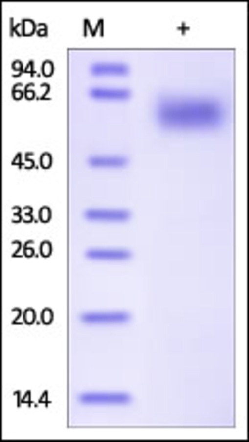 IL1R3 Recombinant Protein