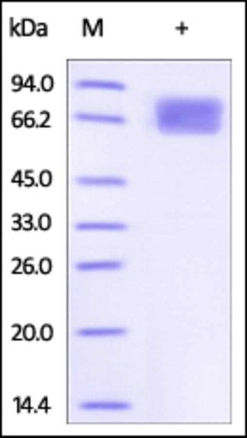 CD25 Recombinant Protein