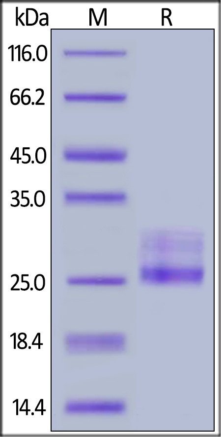 Interleukin 6 Recombinant Protein (HEK293 Expressed)
