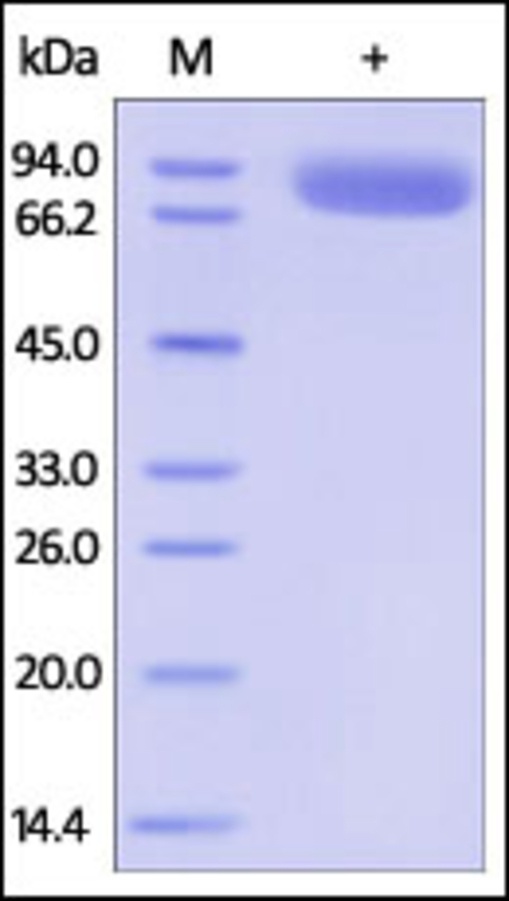 IL1 R2 Recombinant Protein