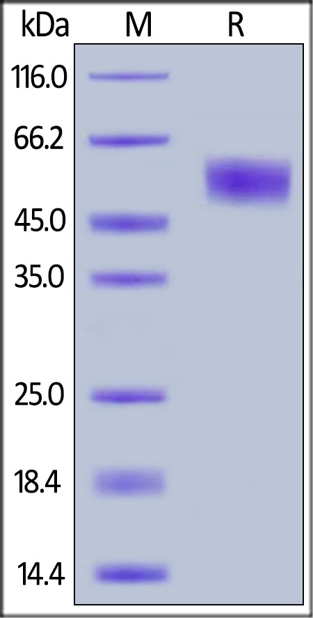 IL 1 R2 Recombinant Protein