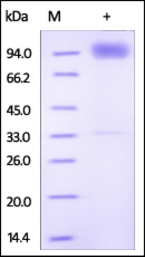 IL18 R1 Recombinant Protein