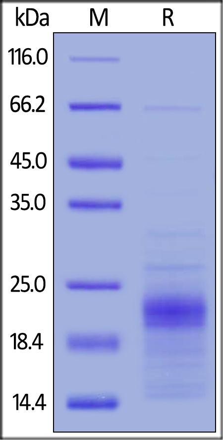 Interferon gamma Recombinant Protein (HEK293 Expressed)