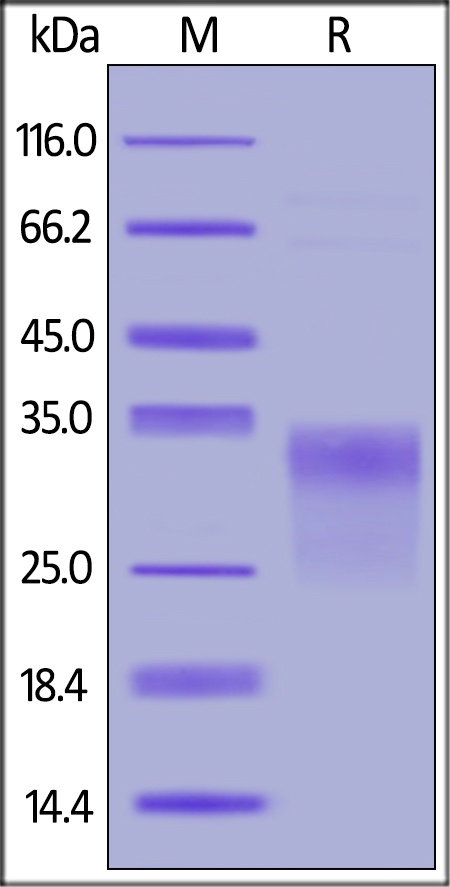 Sclerostin Recombinant Protein