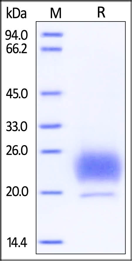 WFDC2 Recombinant Protein