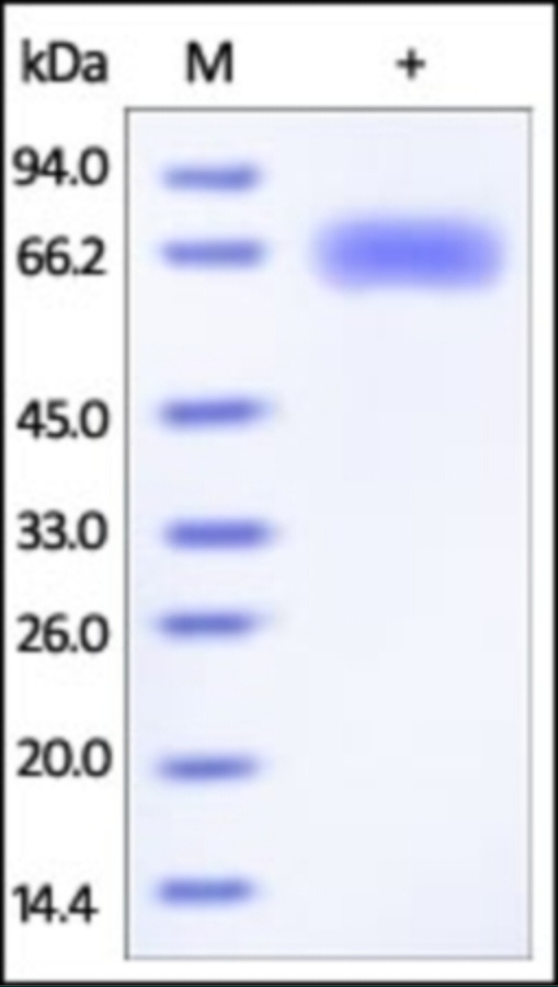 Influenza A Hemagglutinin Recombinant Protein