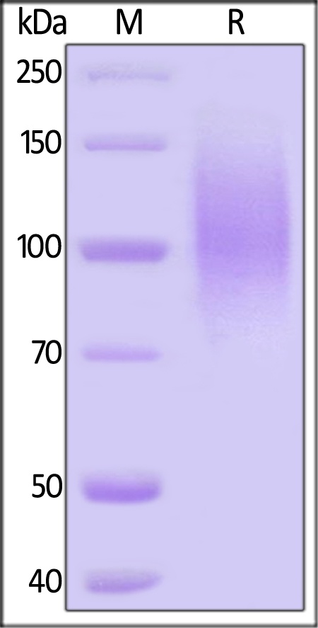 GP120 Recombinant Protein