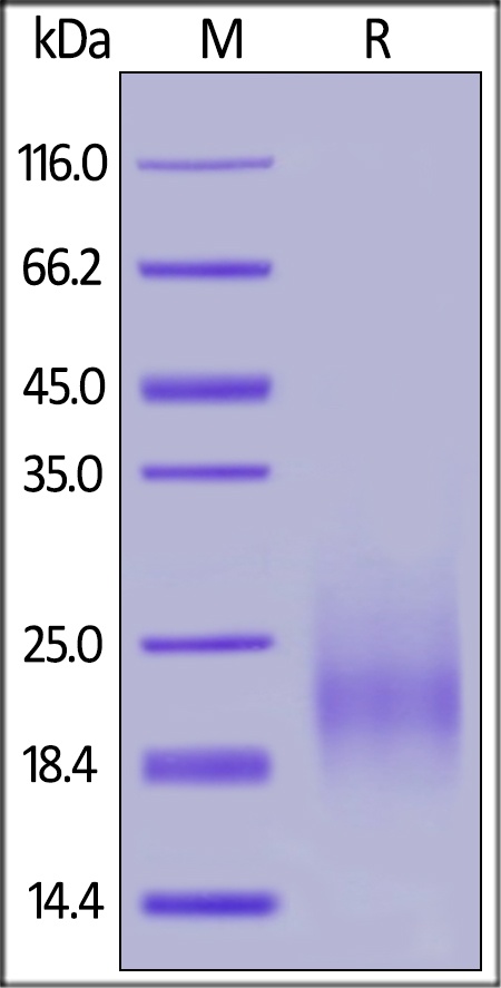 GM CSF Recombinant Protein