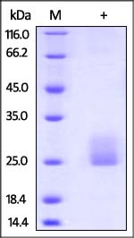 Flt3 Ligand Recombinant Protein (HEK293 Expressed)