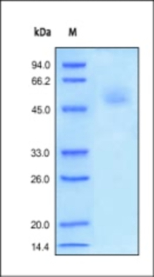 CD95 Recombinant Protein