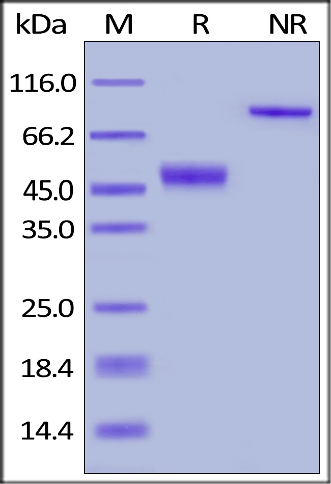 CTLA 4 Recombinant Protein