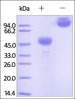 CTLA 4 Recombinant Protein