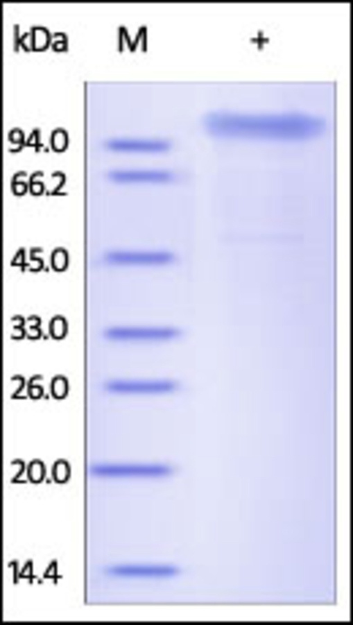 TSP5 Recombinant Protein