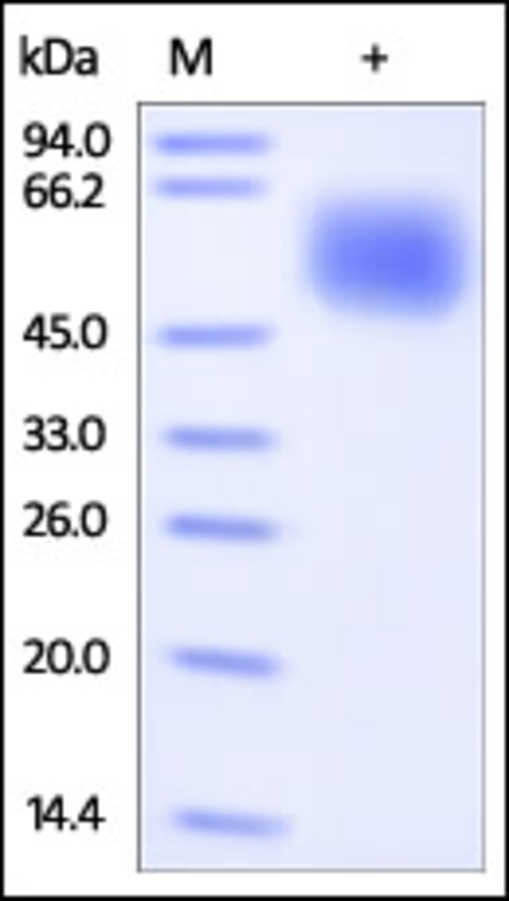 CNTFR alpha Recombinant Protein