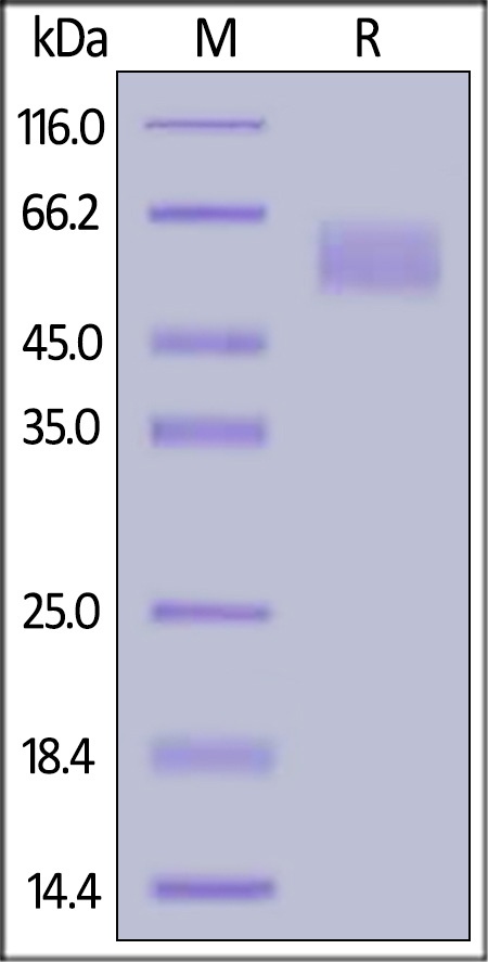 CEACAM 8 Recombinant Protein