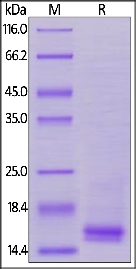 CD3 Epsilon Recombinant Protein