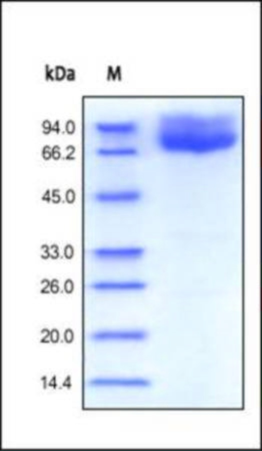 CD86 Recombinant Protein