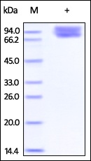 CD86 Recombinant Protein