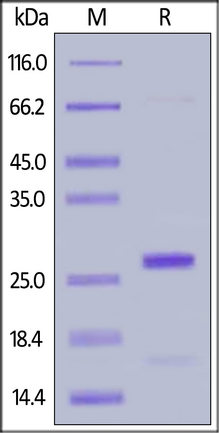 BCL2L1 Recombinant Protein