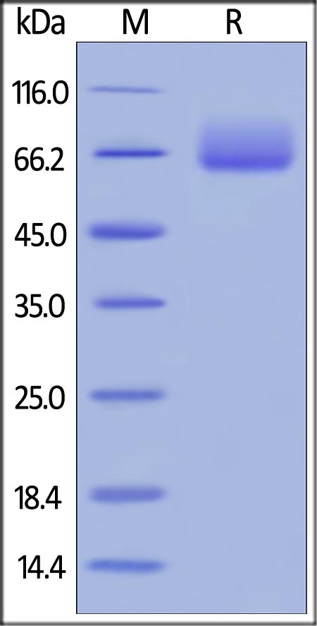 CD80 Recombinant Protein