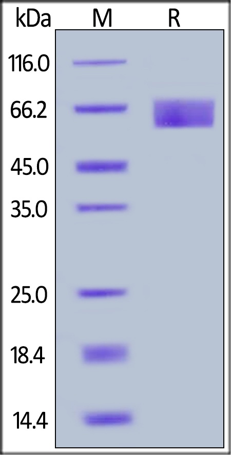 AXL Recombinant Protein